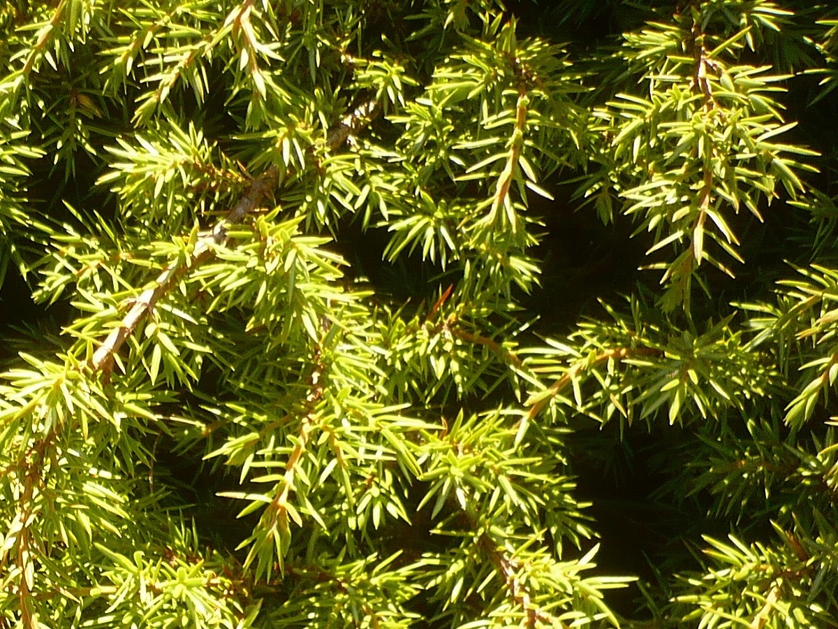 Juniperus communis nsubsp. intermedia (Cupressaceae)